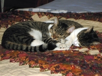 2004-12-KittenNapPile.jpg
