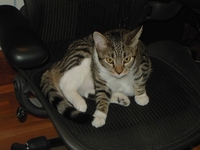 Billy-Catzilla-Chair-2004-09.jpg