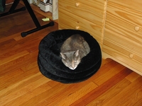 Emily-Cat-Bed-2004-08.jpg