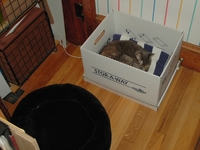 Emily Nap in Box