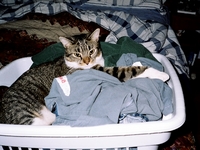Billy in laundry basket