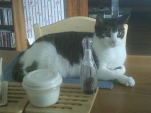 Whitey on Dining Room Table ... again