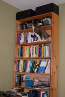 Billy up on bookshelf