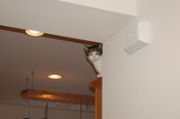 2007-Whitey-Spider-Kitchen-Cat.jpg
